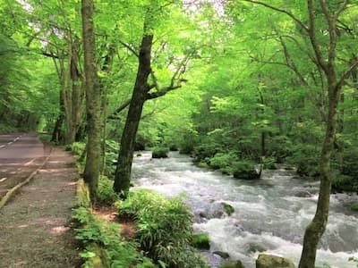 奥入瀬渓流の遊歩道：国道沿い